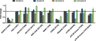 The Role of Akt in Acquired Cetuximab Resistant Head and Neck Squamous Cell Carcinoma: An In Vitro Study on a Novel Combination Strategy